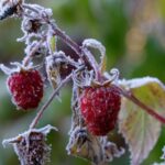 Вкусные фрукты, которые можно посадить зимой, чтобы получить вкусный урожай летом