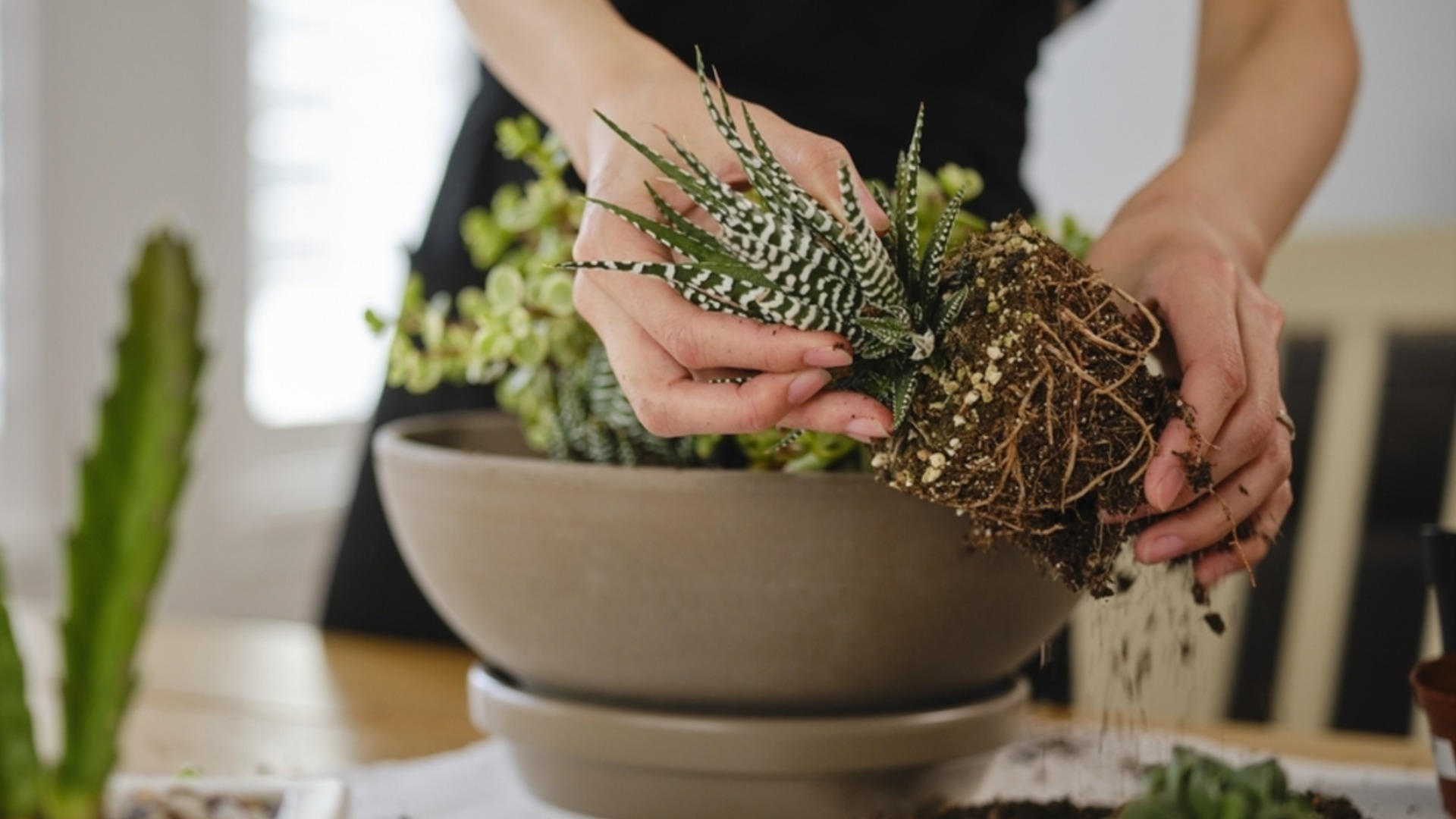 Признаки того, что суккулент нуждается в пересадке