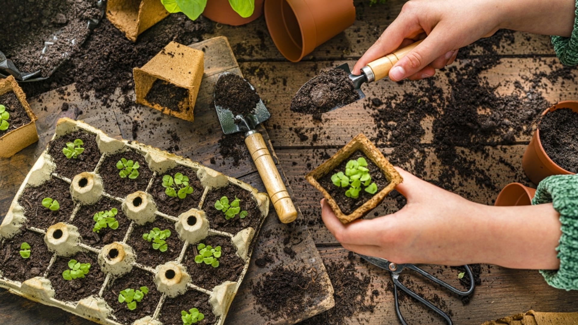 Умный трюк с картонными коробками для защиты корней зимой