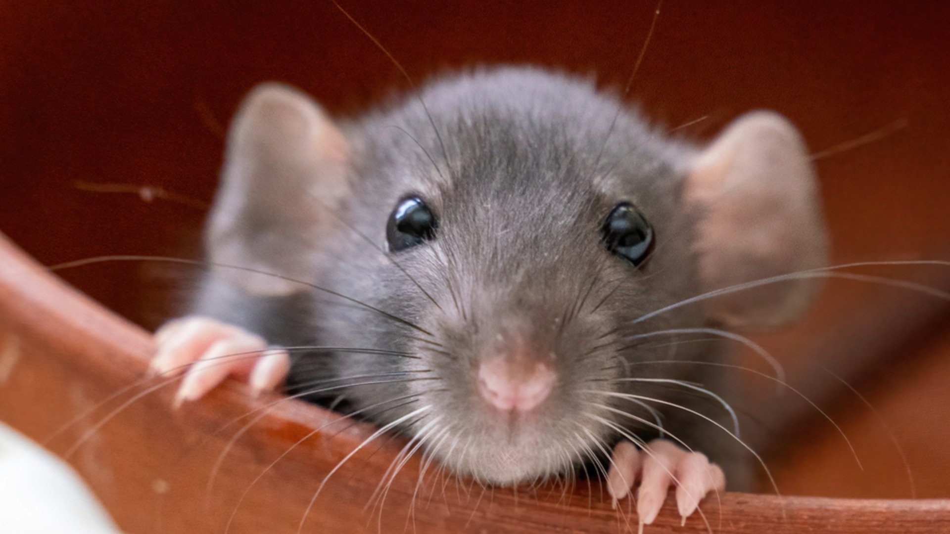 6 запахов, которые избавят от мышей