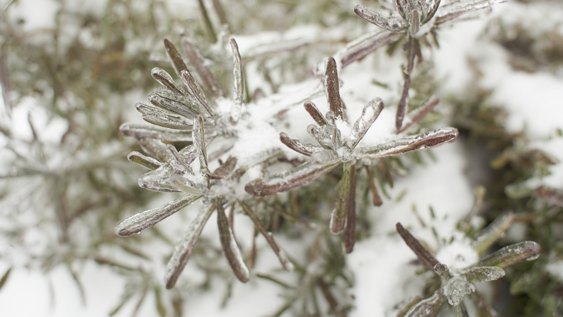 Как сохранить розмарин зимой