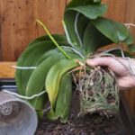 Как бороться с корневой гнилью горшечных растений