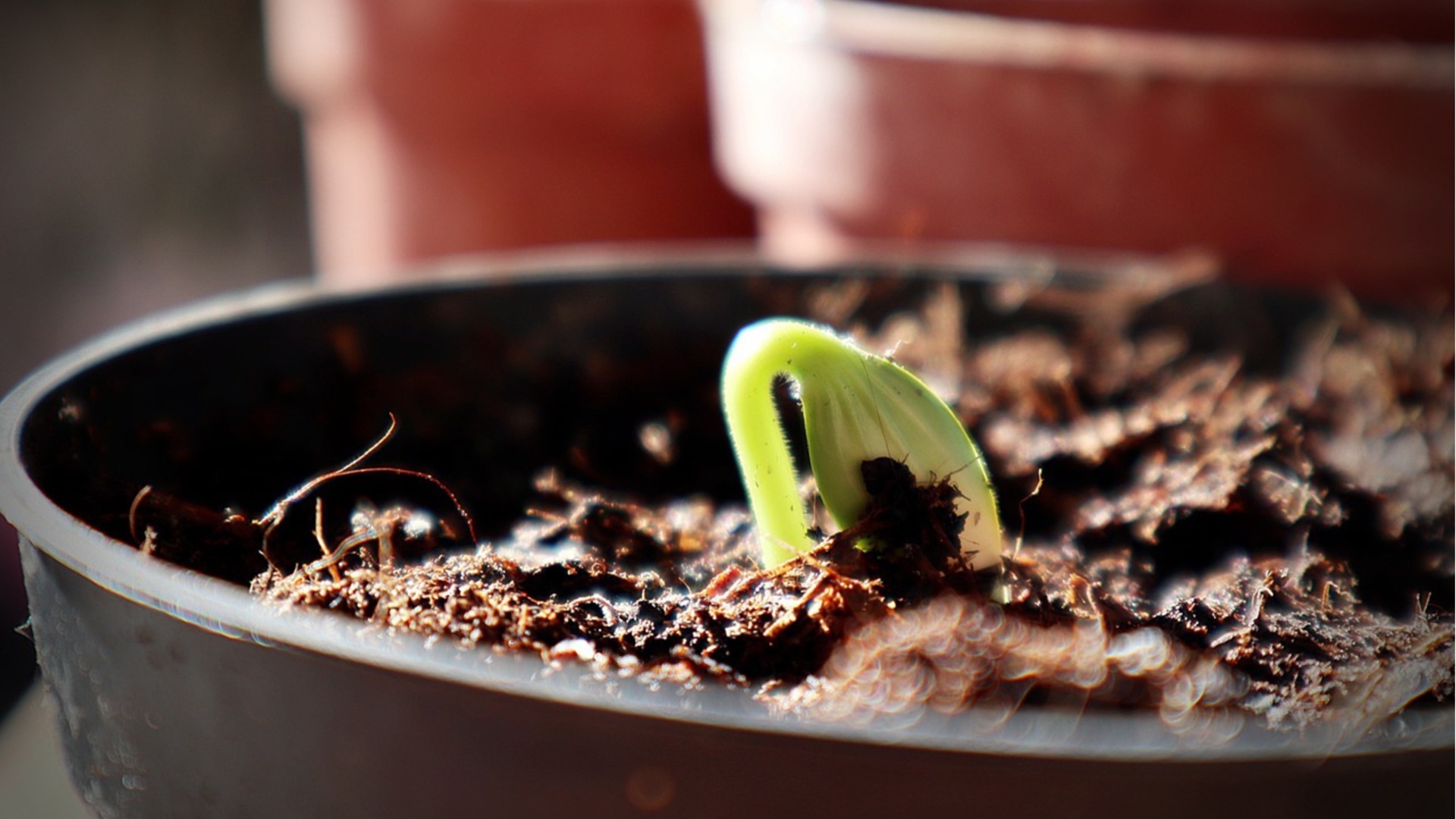 Почему растения не усваивают удобрения зимой