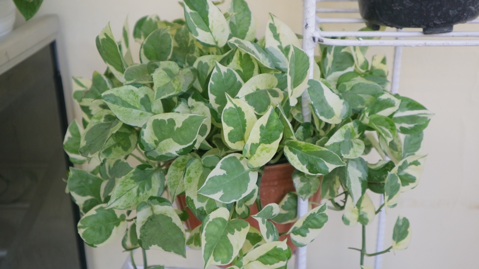 Комнатное растение, которое растет при небольшом количестве воды и за ним легко ухаживать.