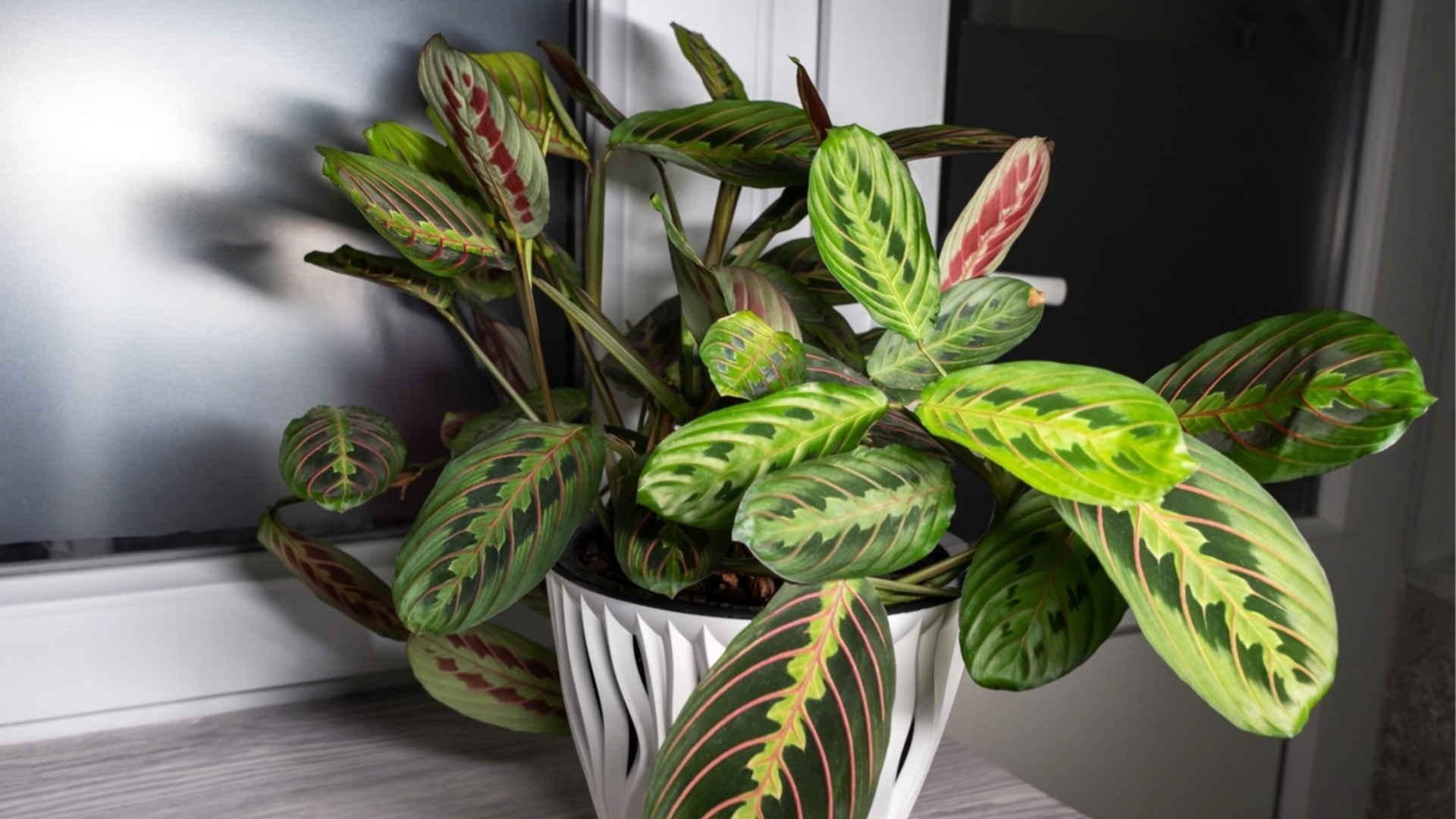 Как легко размножить молитвенное растение