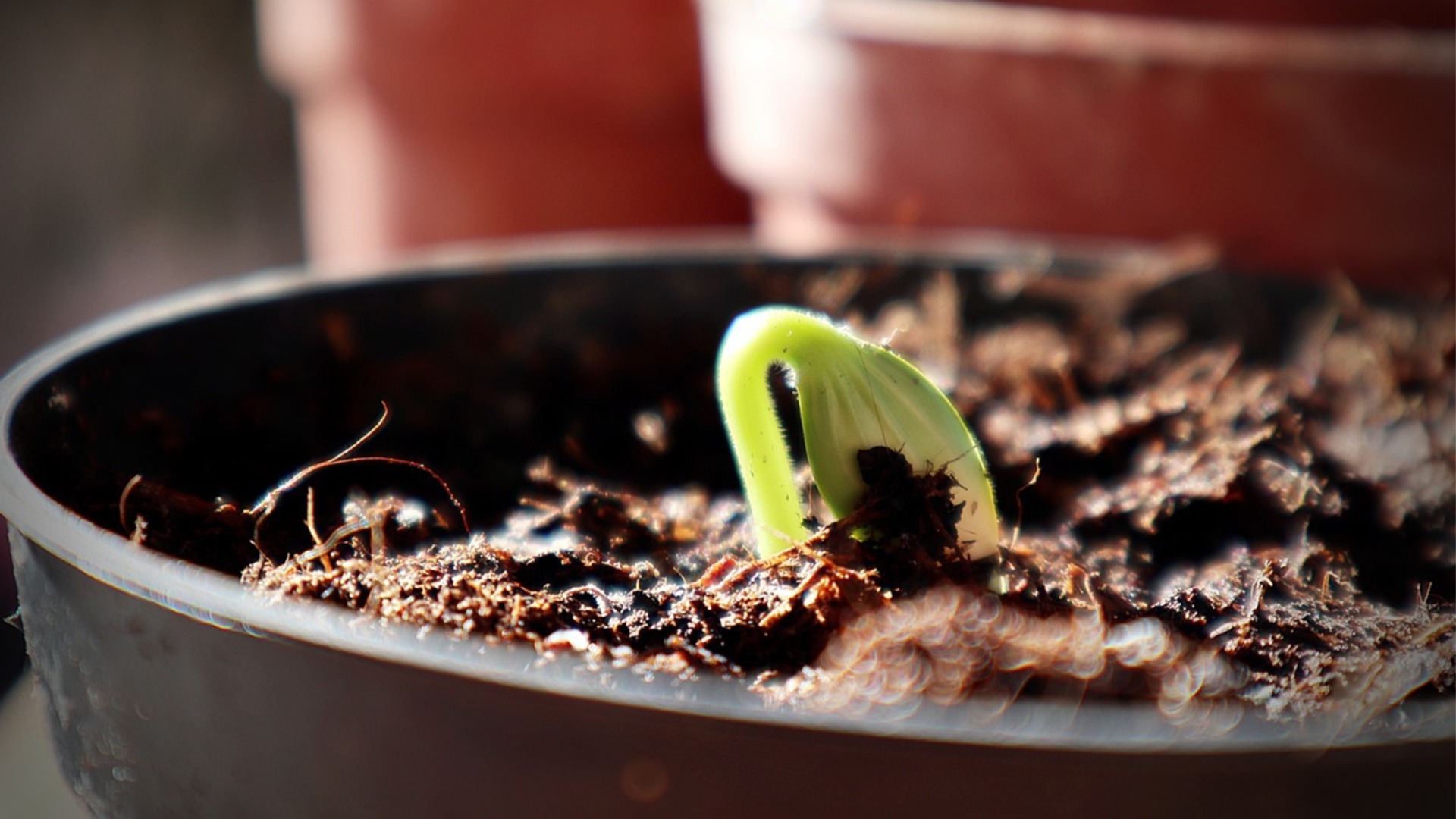 Умный метод с галькой для улучшения дренажа в горшках.