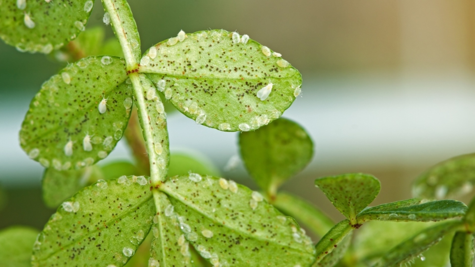Как быстро и легко избавиться от белокрылки в саду