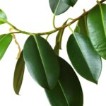 Фикус с коричневыми пятнами зимой – каковы причины и решения