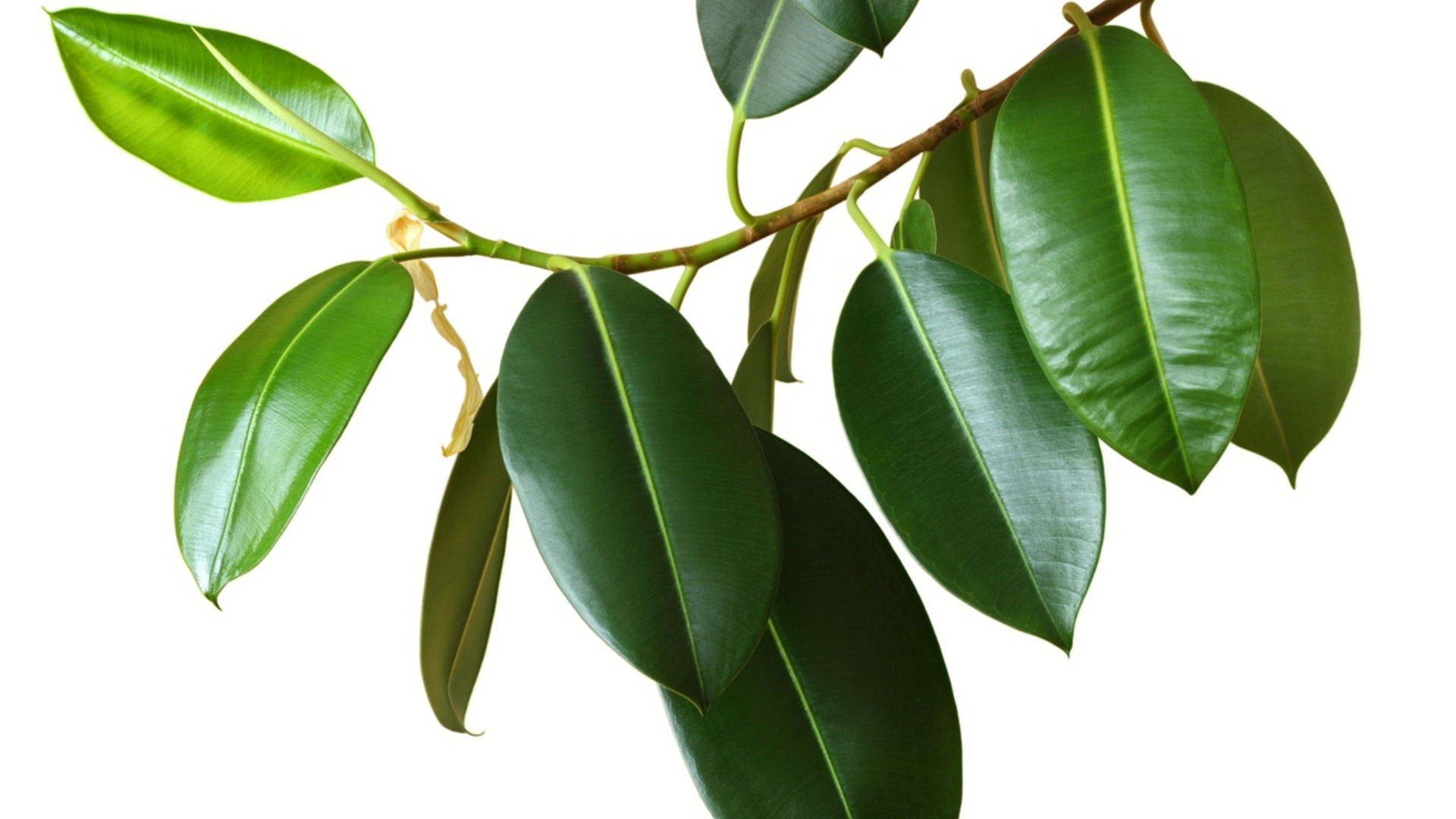 Фикус с коричневыми пятнами зимой – каковы причины и решения