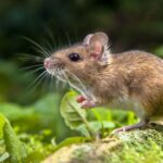 Как бороться с грызунами, которые зимой ищут тепла в саду