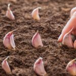 Можно ли сажать зубчики чеснока в мерзлую почву