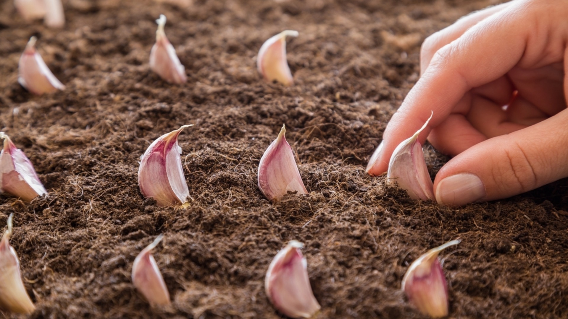 Можно ли сажать зубчики чеснока в мерзлую почву