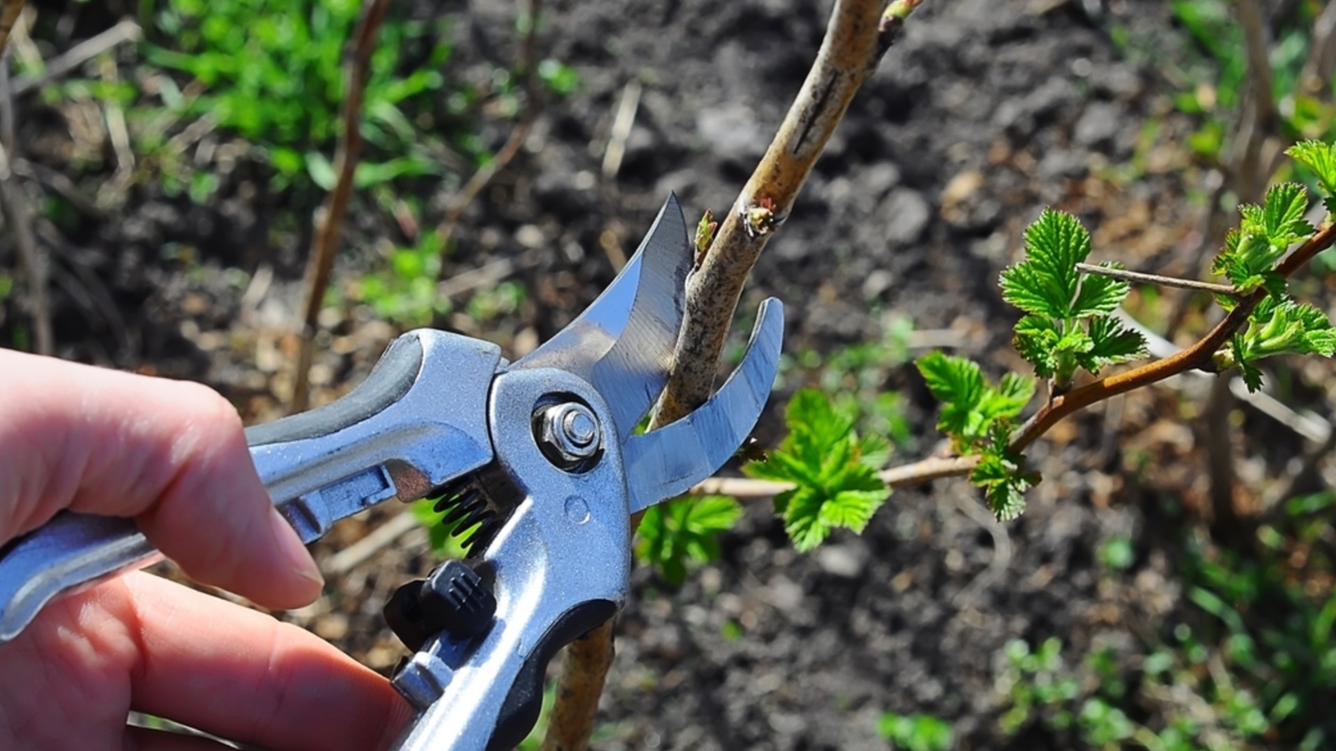 Деревья нельзя обрезать в декабре