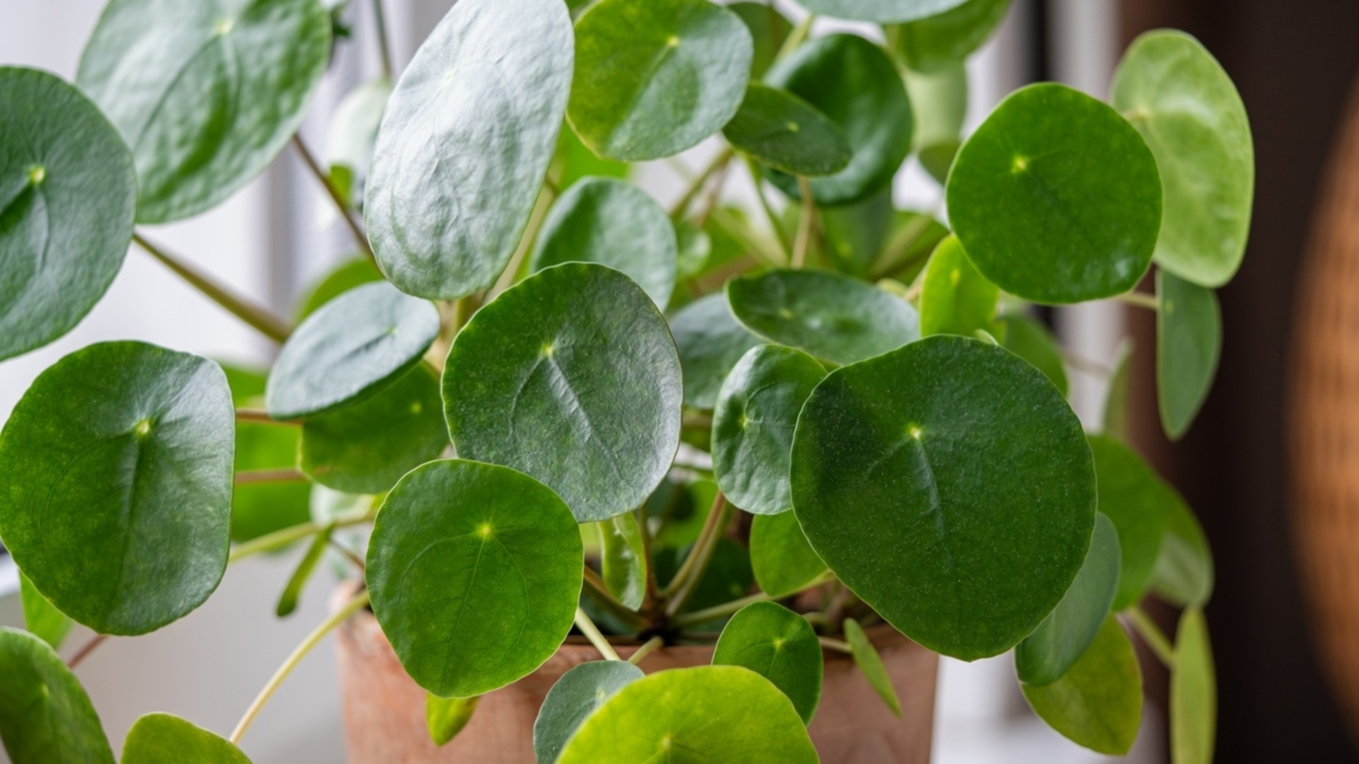 Как обрезать денежное дерево для здорового и энергичного роста