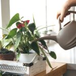 Это единственный правильный способ полива комнатных растений зимой.