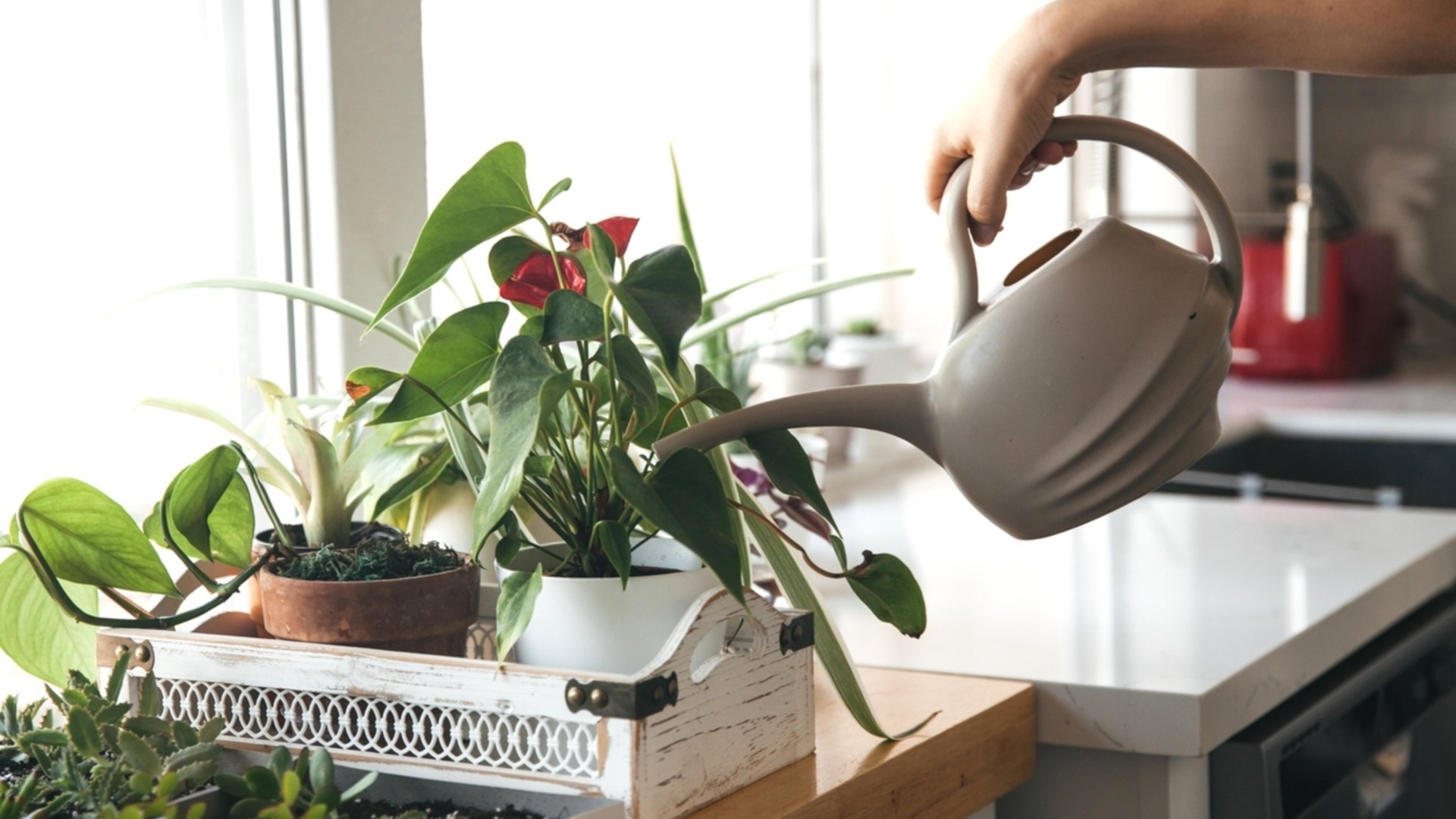 Это единственный правильный способ полива комнатных растений зимой.