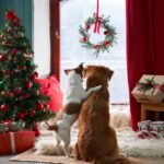 Рождественские растения, токсичные для домашних животных
