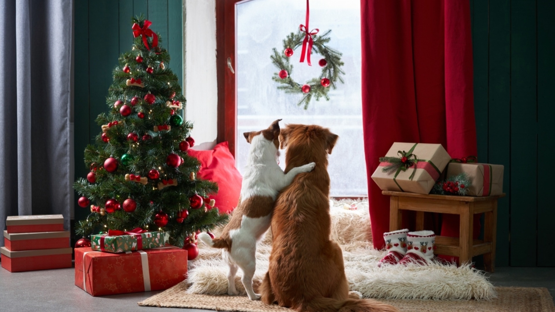 Рождественские растения, токсичные для домашних животных