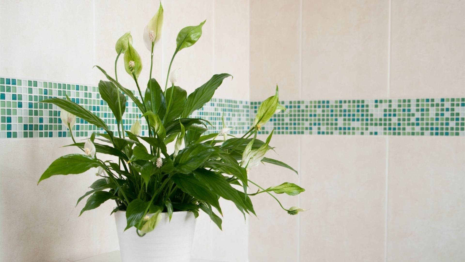 Как часто следует обрезать мирную лилию?