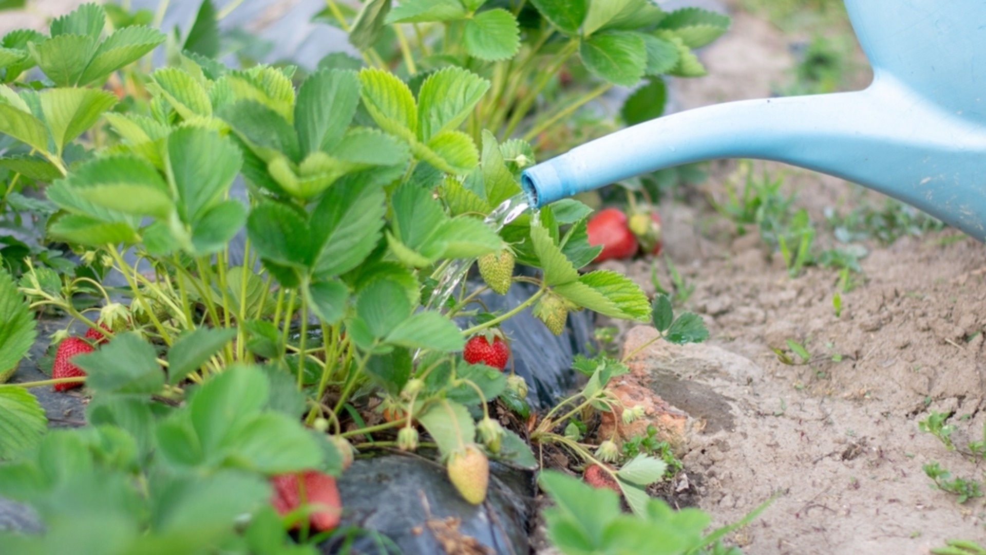 Защитите растения клубники с помощью этой травы.