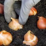 Обязательно сделайте это с луковицами в декабре, чтобы не встретить весну без цветов.