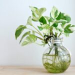 Как размножить потос в воде