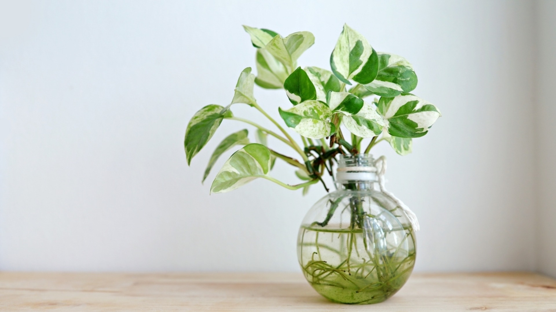 Как размножить потос в воде