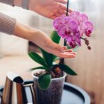 Комнатные растения, очищающие воздух