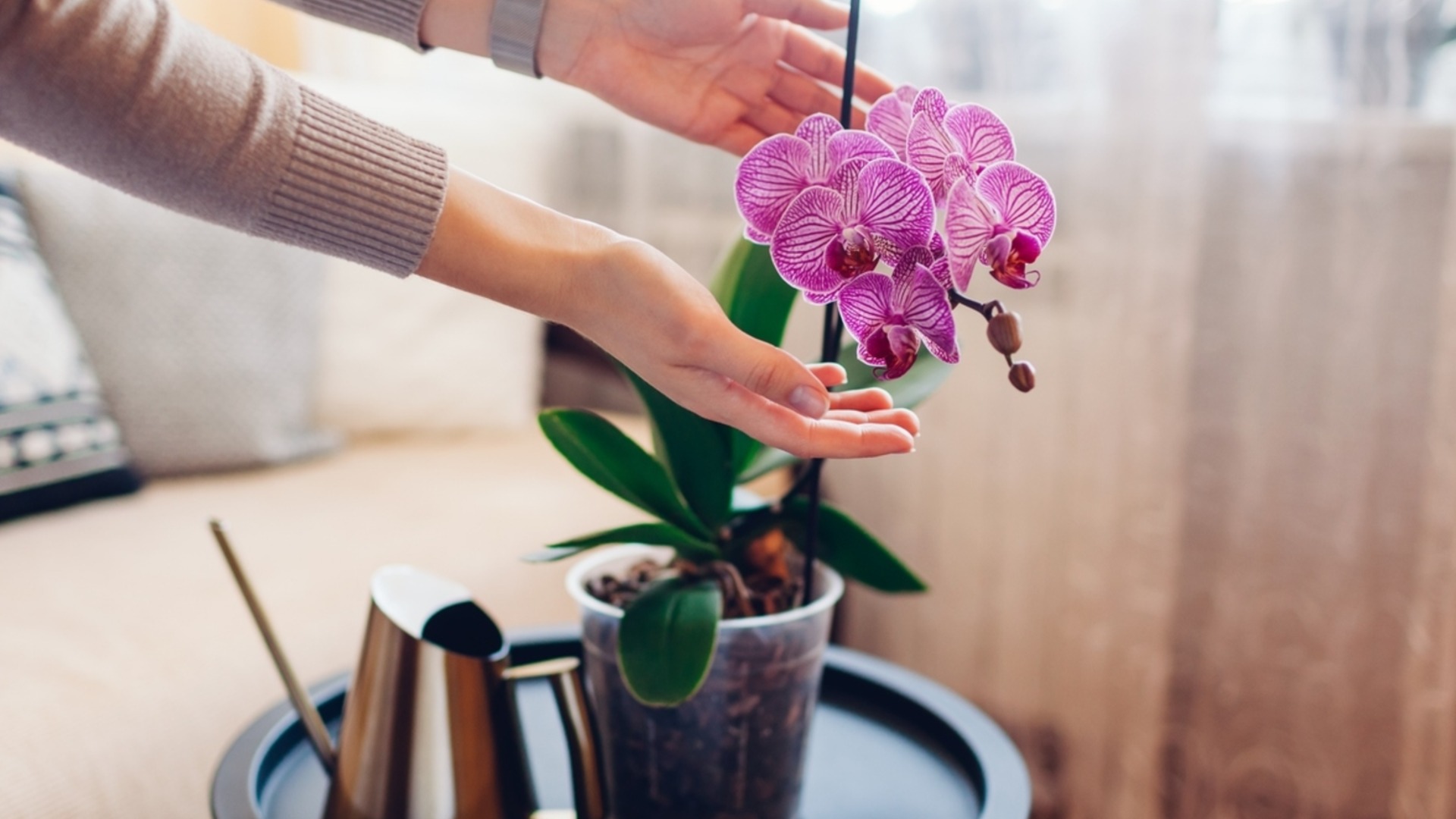 Комнатные растения, очищающие воздух