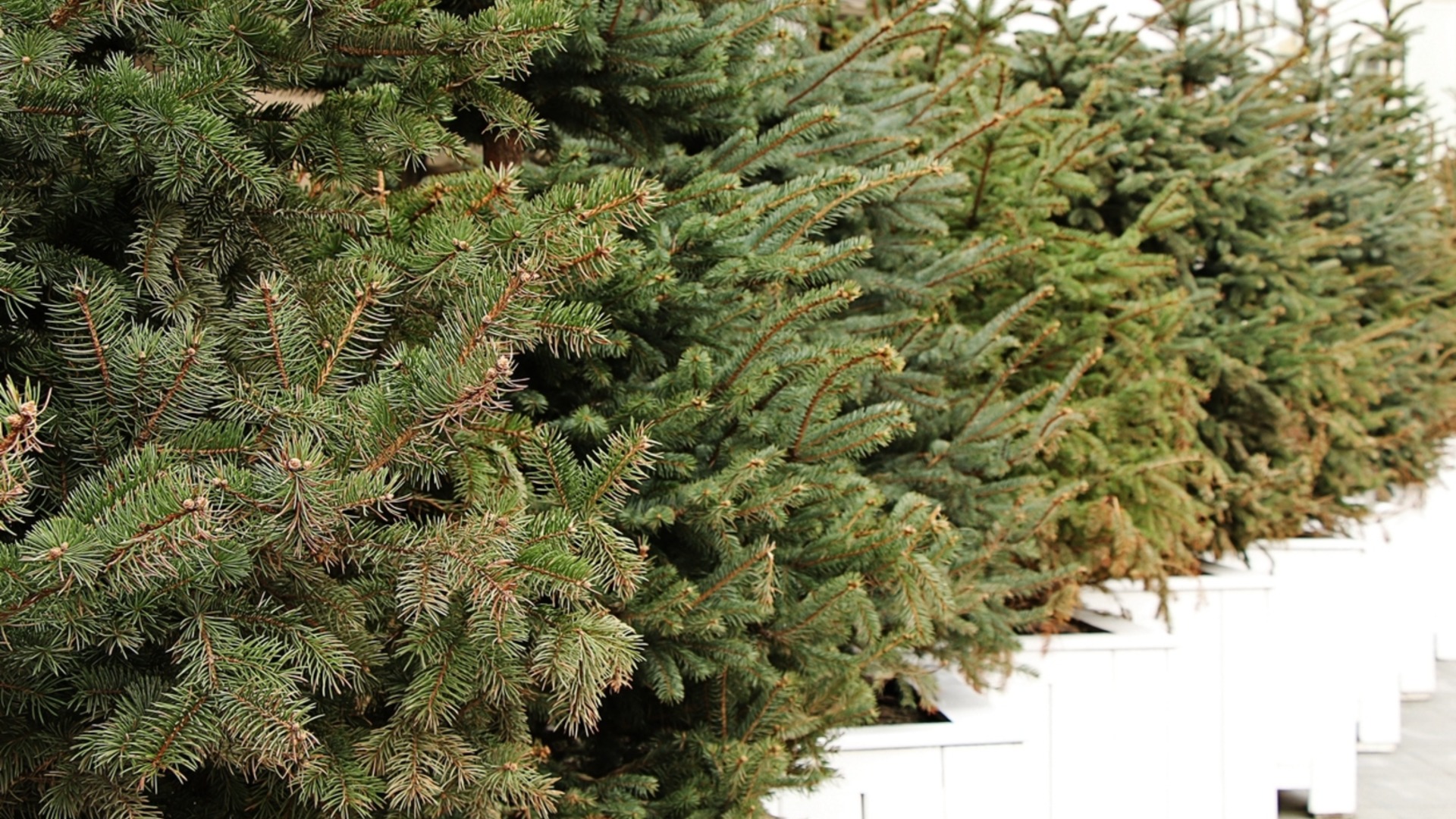 Самые ароматные виды живых елок