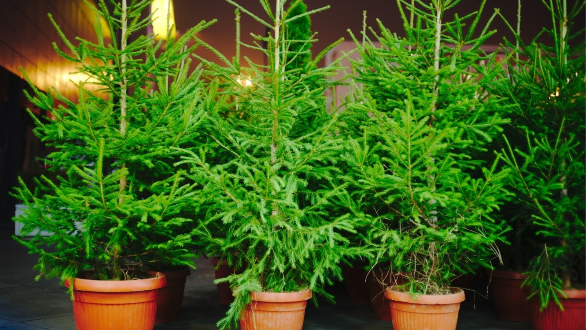 Горшечные сорта рождественских елок, которые прекрасно себя чувствуют при выращивании в качестве комнатных растений.