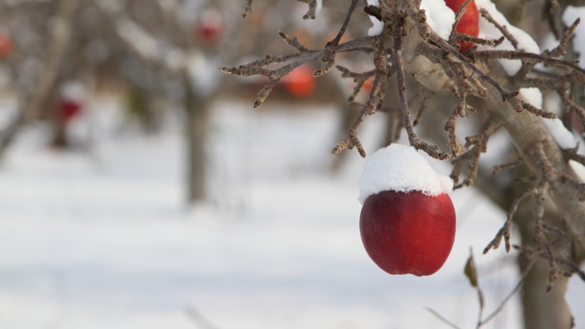 Размножение плодовых деревьев прививкой