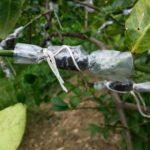 Как размножить плодовые деревья окулировкой