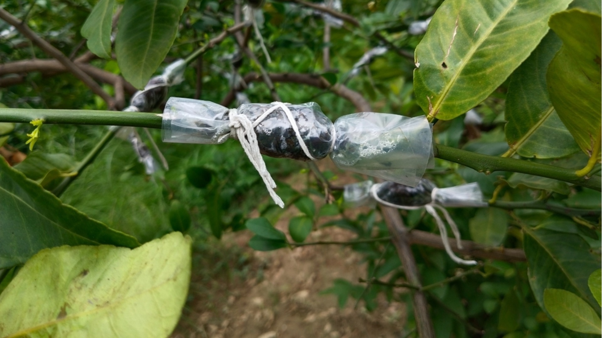 Как размножить плодовые деревья окулировкой