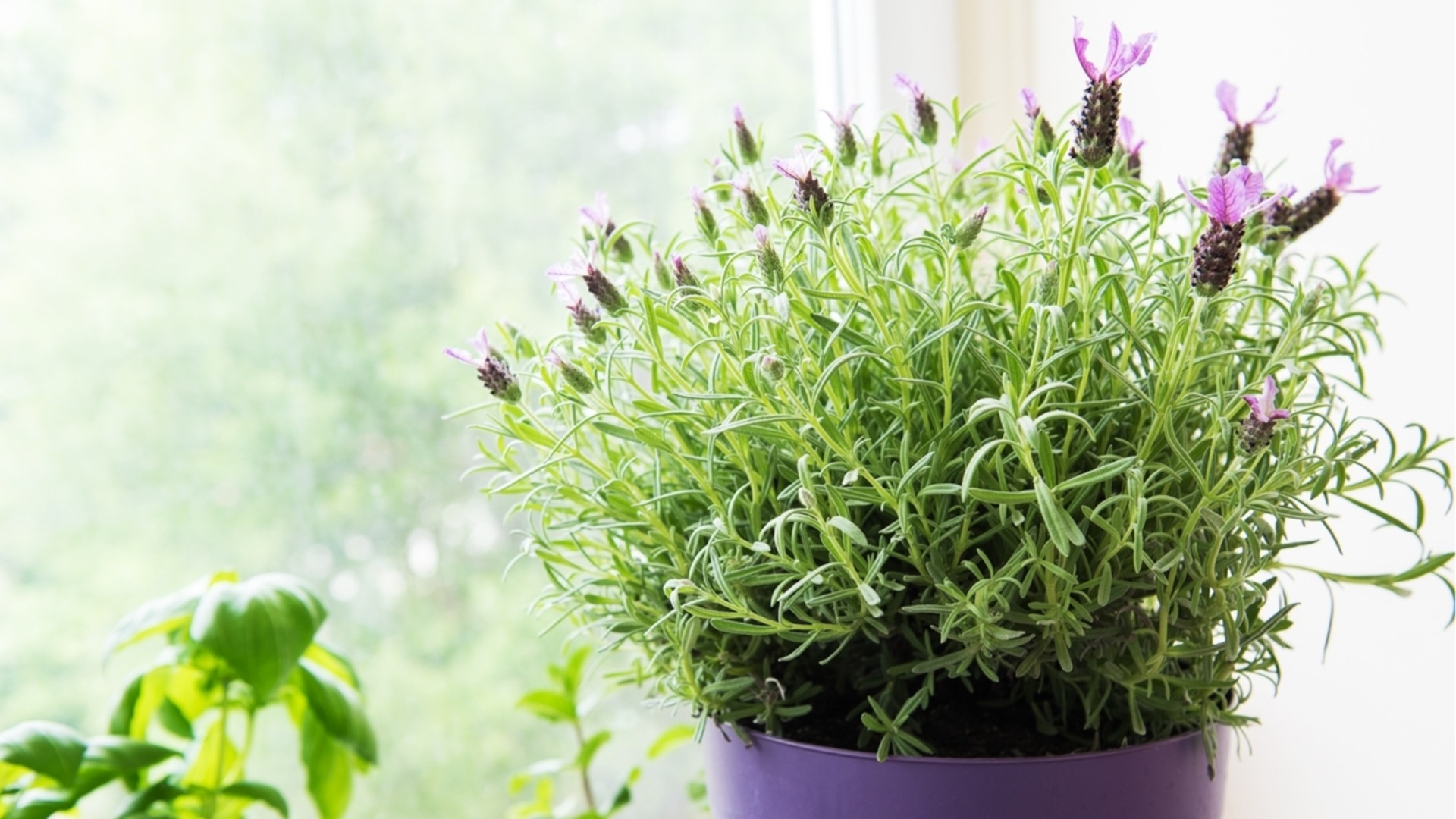 Как вырастить лаванду и ухаживать за ней в помещении