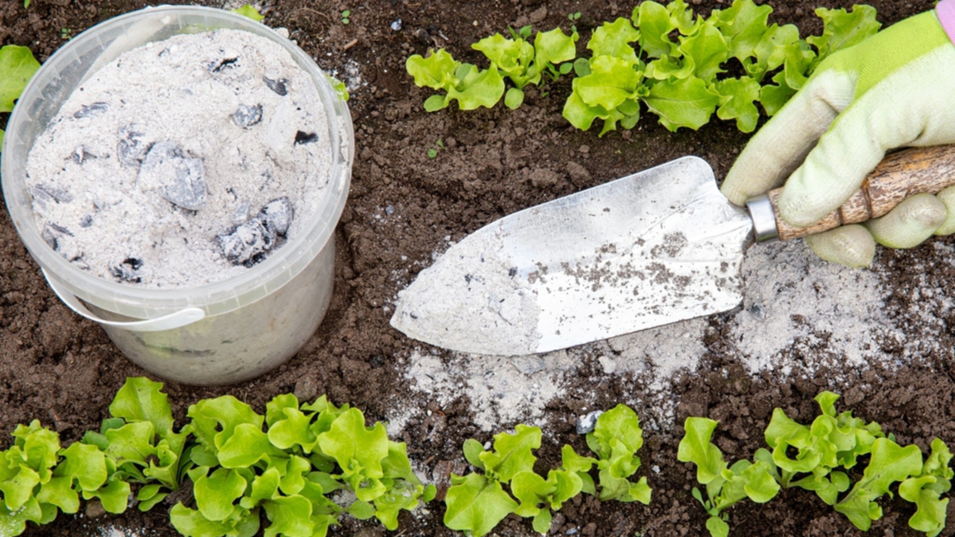 Растения, которые нужно удобрять этой зимой древесной золой