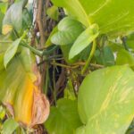 Заставляет листья вашего потоса чернеть.