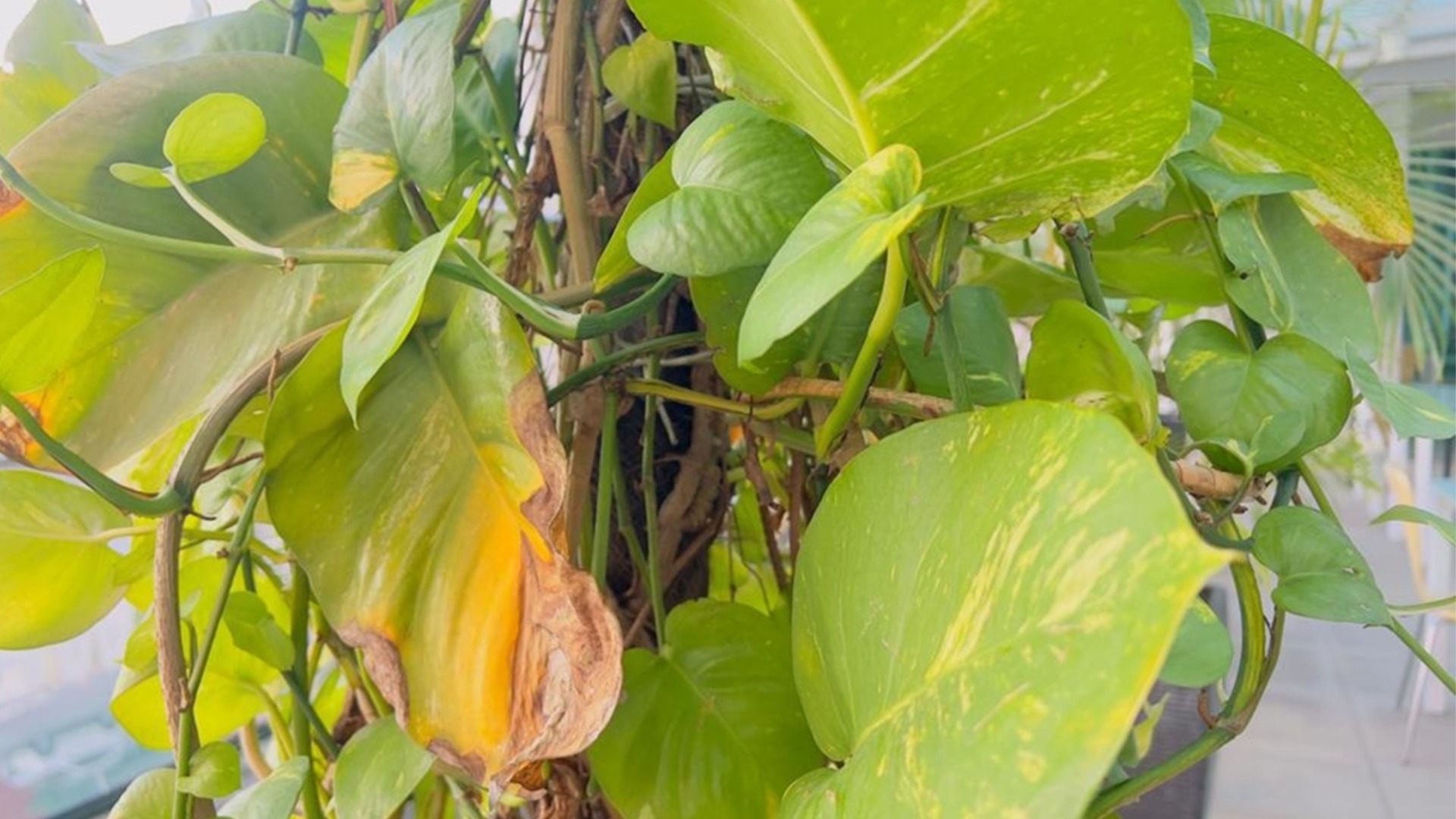 Заставляет листья вашего потоса чернеть.