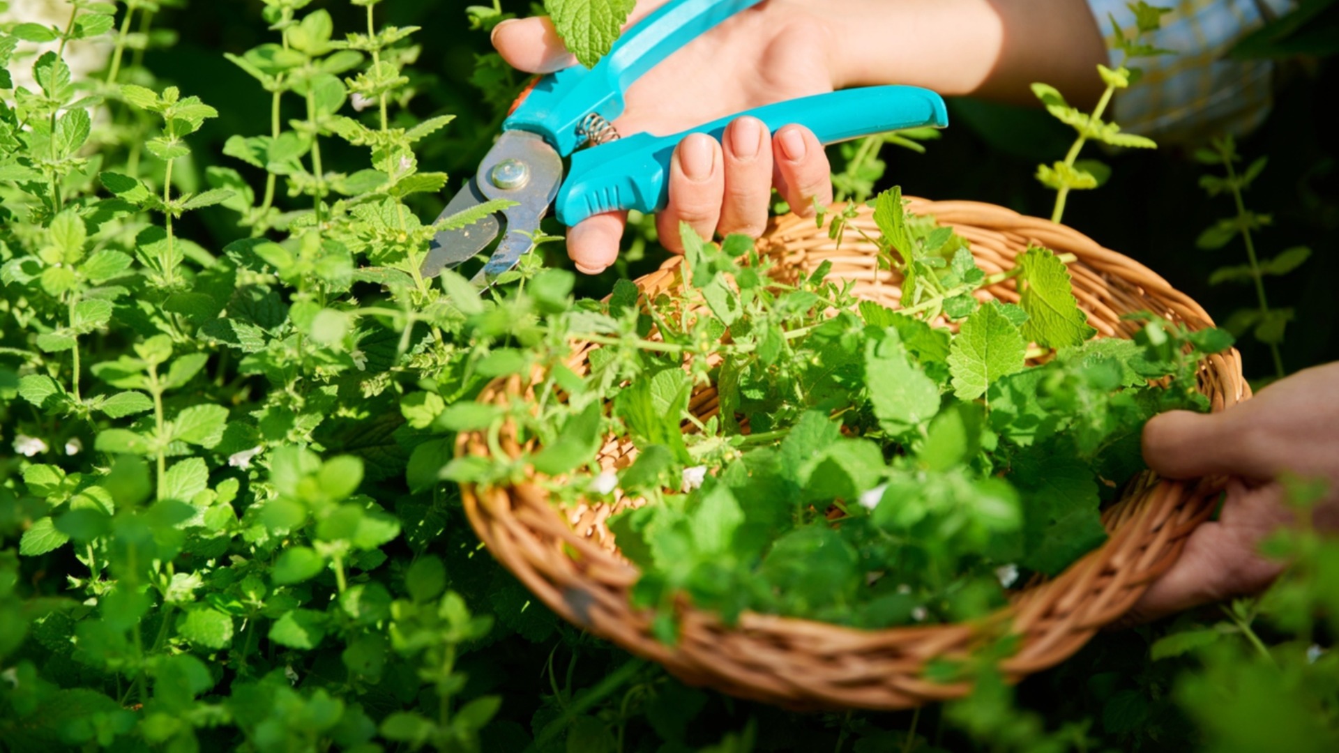 Как размножить мелиссу, чтобы получить обильный урожай