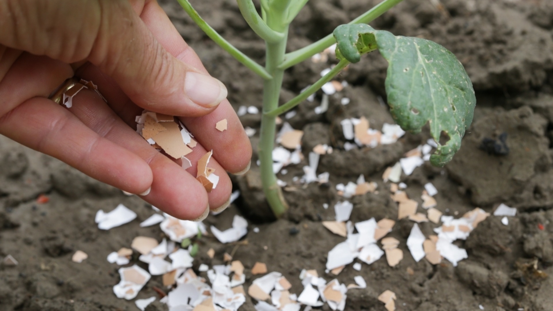Это единственный правильный способ использовать яичную скорлупу в вашем саду.