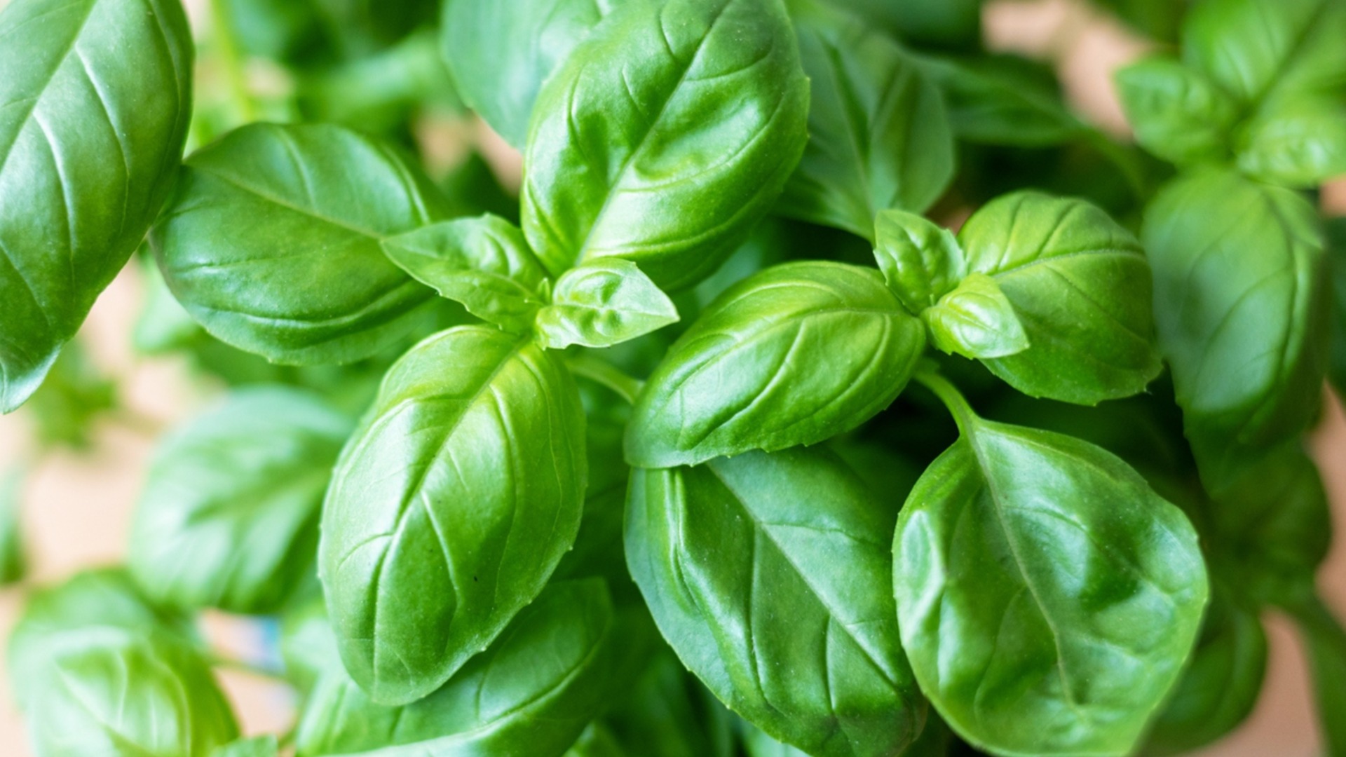 Как посадить и вырастить базилик