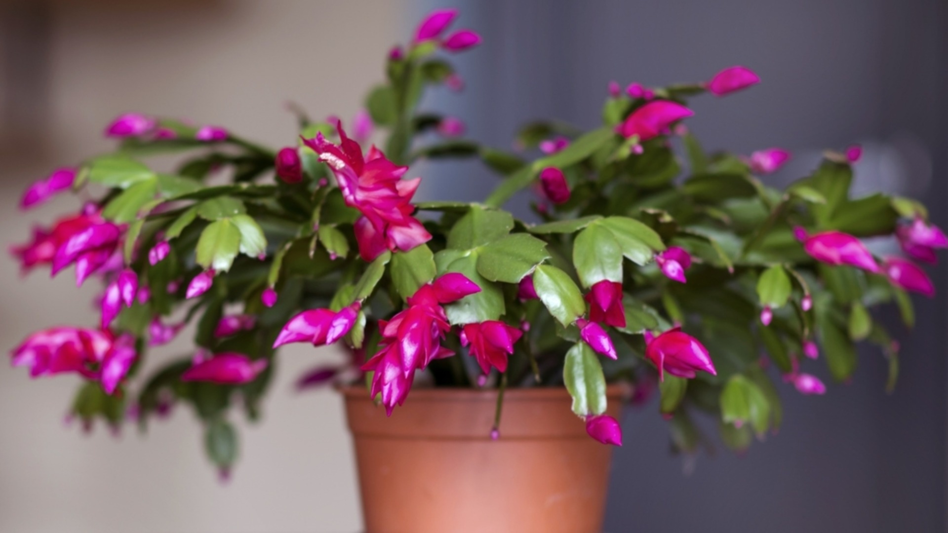 5 простых шагов, как пересадить рождественский кактус, не повредив его