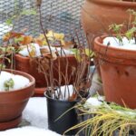 Этот газетный способ отлично подходит для сохранения влаги в почве зимой.