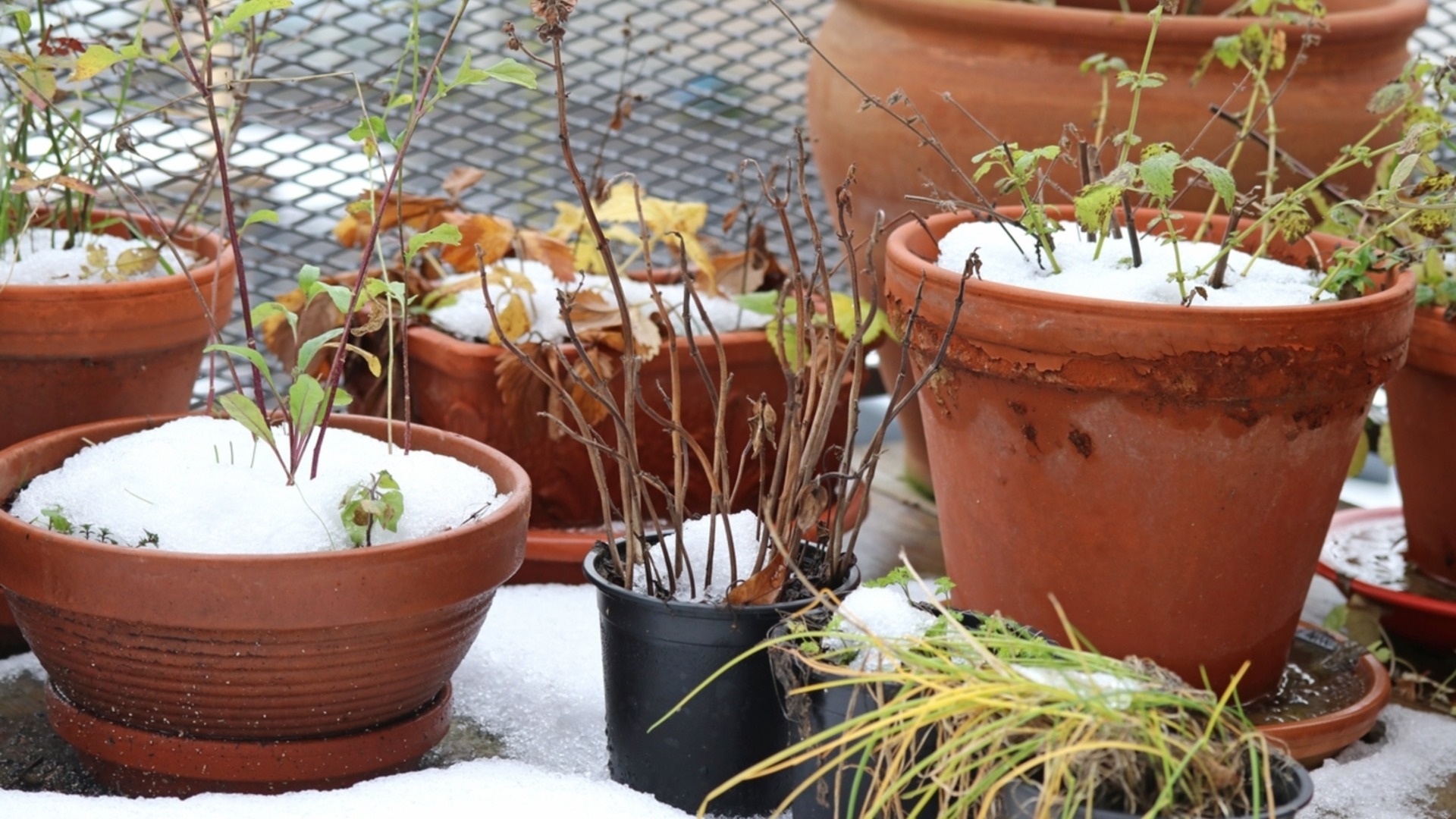 Этот газетный способ отлично подходит для сохранения влаги в почве зимой.