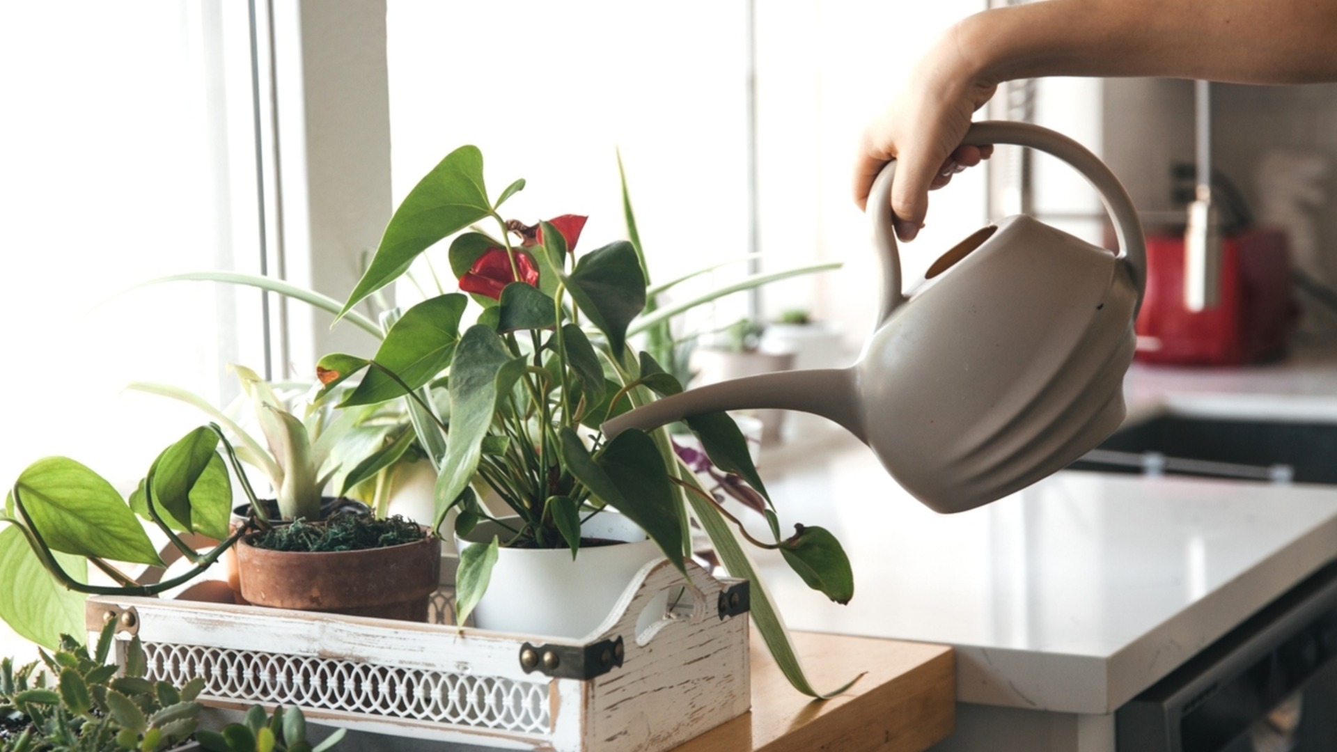 Полив зимой: какие растения меньше всего нуждаются в воде