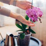 Почему ваши орхидеи слишком рано сбрасывают цветы?