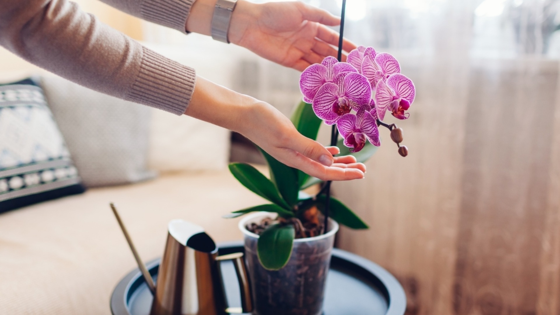 Почему ваши орхидеи слишком рано сбрасывают цветы?