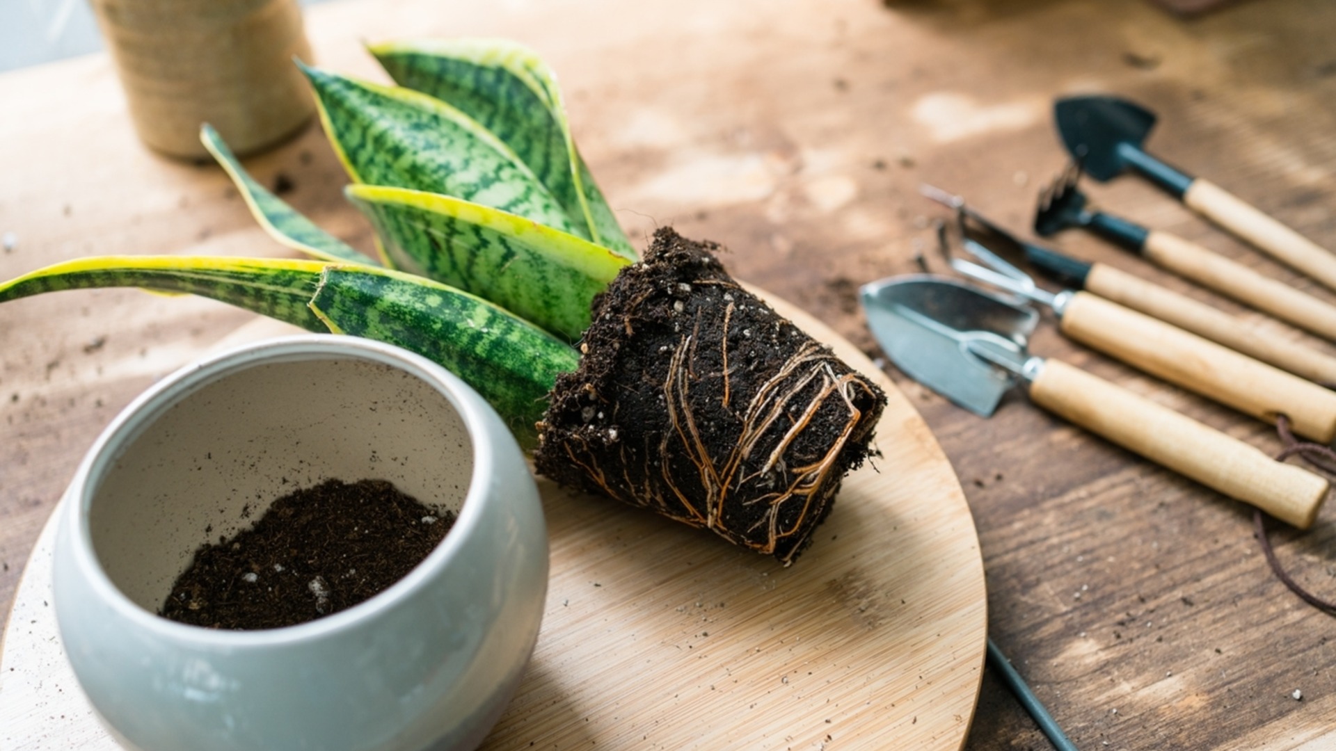 Как пересадить змеиное растение