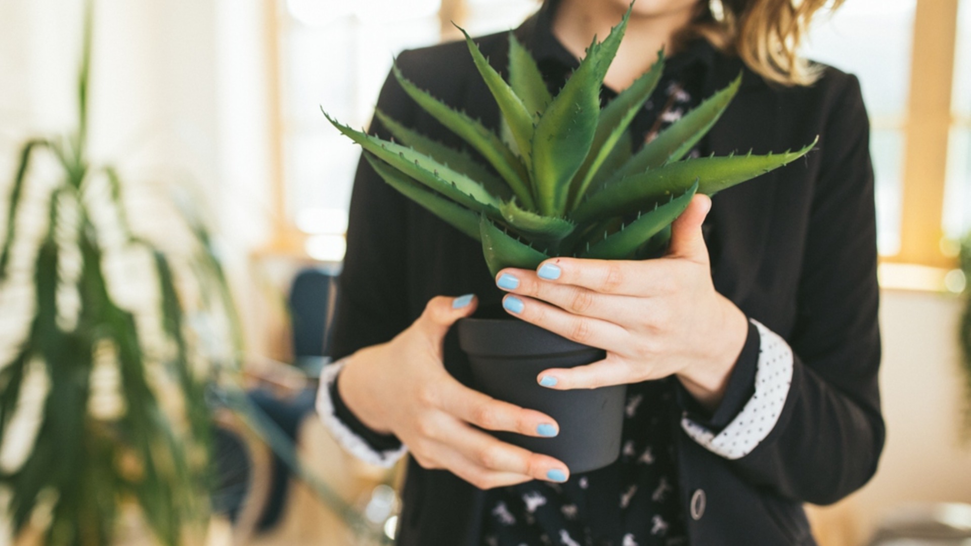 Почему умирает растение алоэ вера?