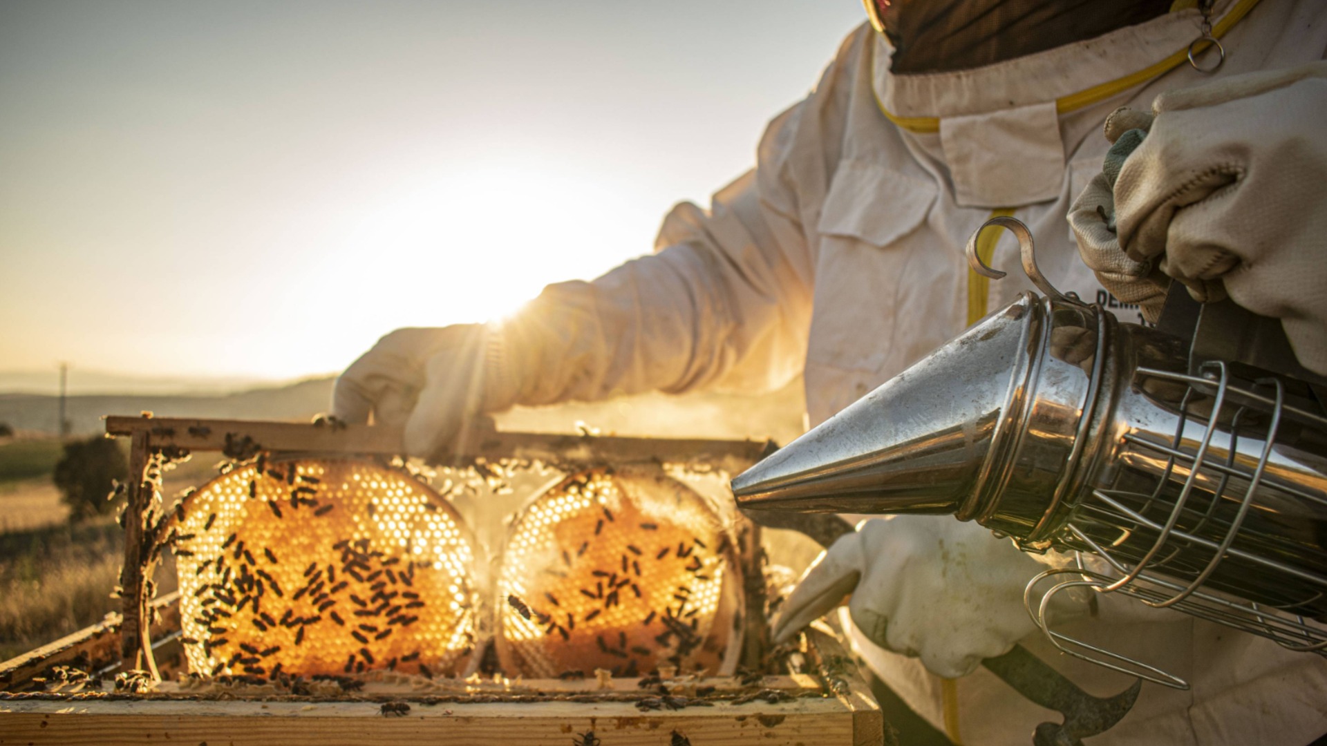 У пчеловодов очень тяжелый год